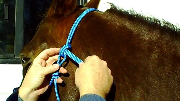 How To Tie A Rope Halter
