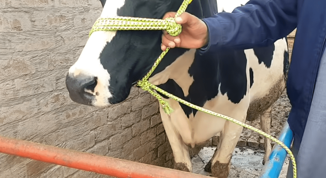 Rope Is The Best Tool For Catching Cattle