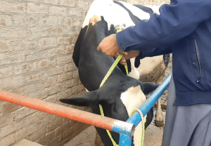 Rope Is The Best Tool For Catching Cattle - Yifarope - Your Ultimate ...