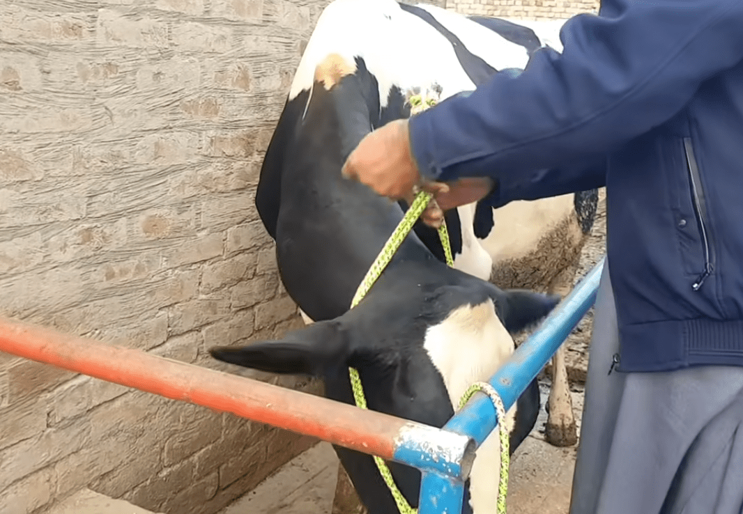 Rope Is The Best Tool For Catching Cattle