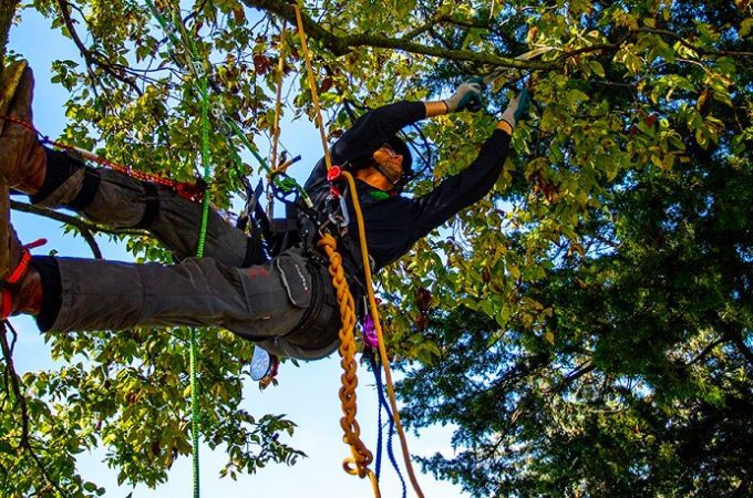 What Rope to Use for Tree Climbing: Discover the Ultimate Guide