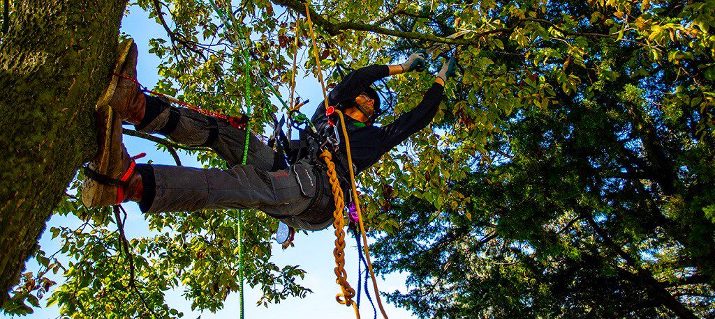 tree climbing rope