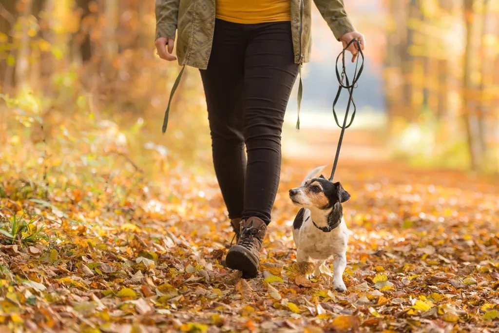 How to make a homemade harness for dogs?