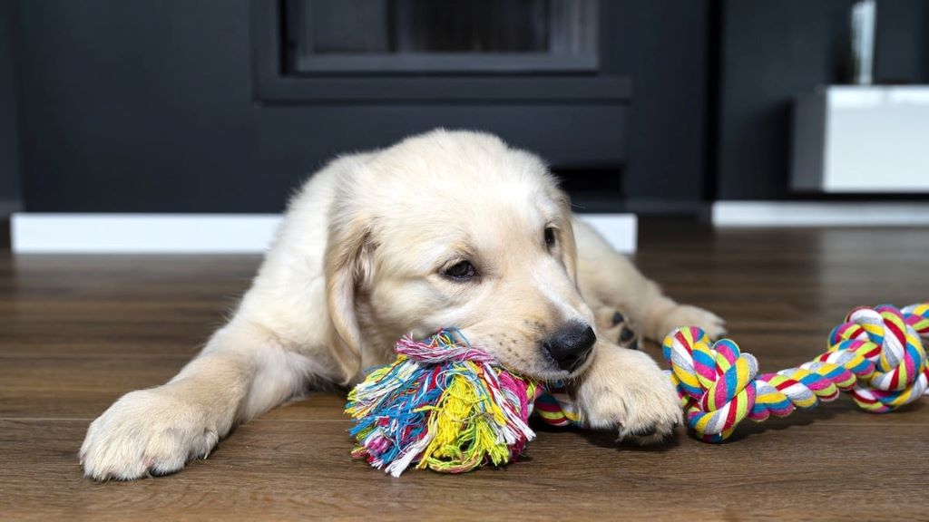 Review of Dog Ropes - 4 Nearly Indestructible Chewing Toys
