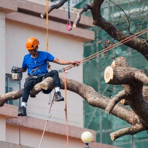 Can I use regular hardware store rope for tree felling