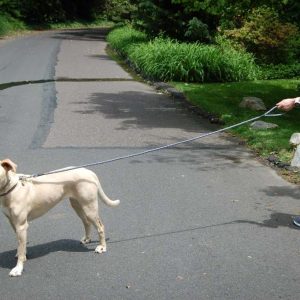 Black Taglory rope dog leash with reflective threads on a white background.