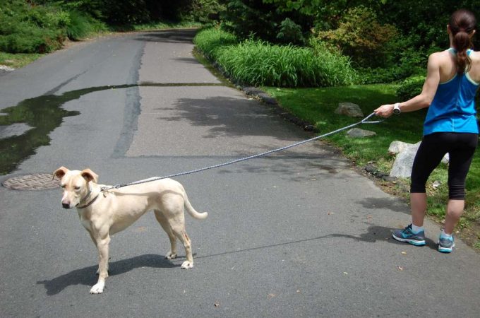 Black Taglory rope dog leash with reflective threads on a white background.