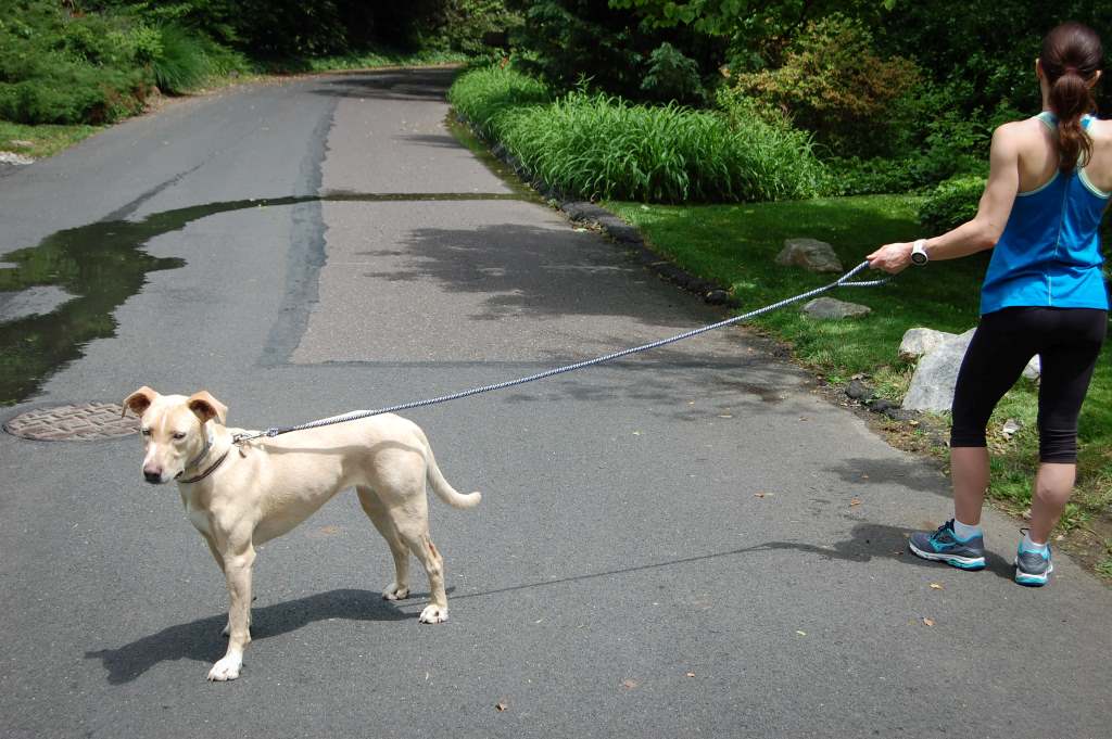 Black Taglory rope dog leash with reflective threads on a white background.
