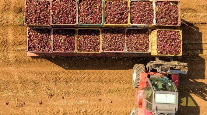 Ropes That Haul: From Fields to Factories