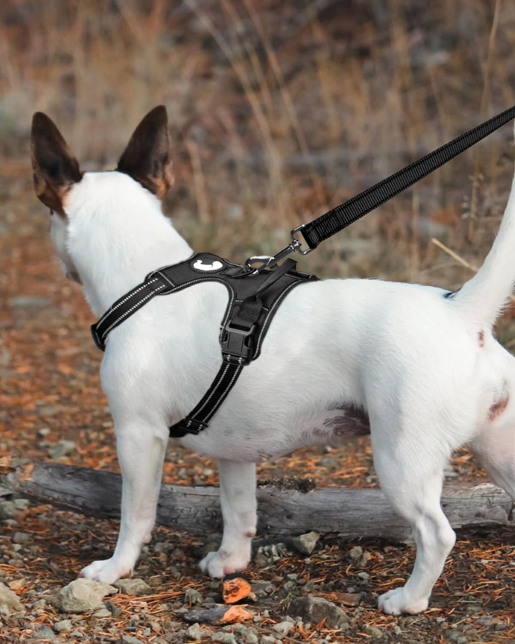 Durable Joytale dog leash in black, 6 feet long, reflective and comfortable grip for walking dogs
