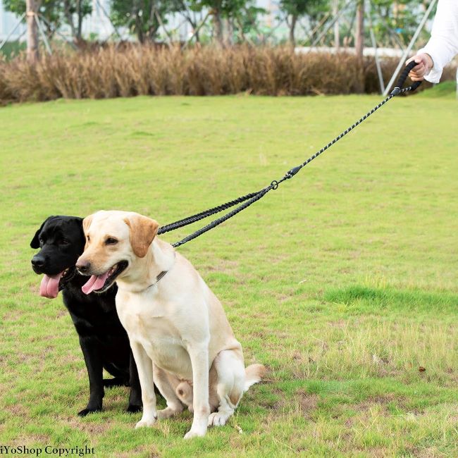 Tangle-free iYoShop two-dog leash featuring shock-absorbing bungee design