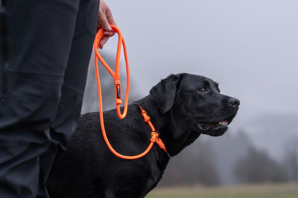 Hand holding rope leash providing better control during outdoor dog walk.