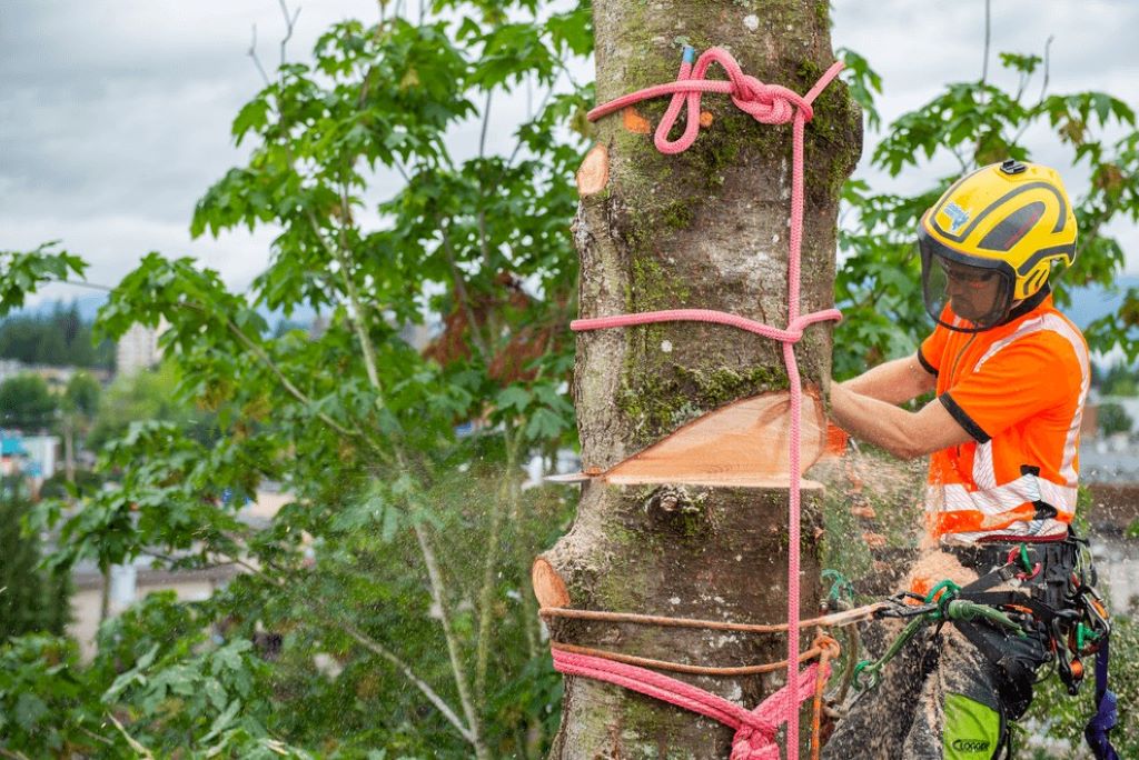 Arborist rope kit with climbing ropes, harness, and safety gear displayed outdoors